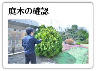 庭木の確認